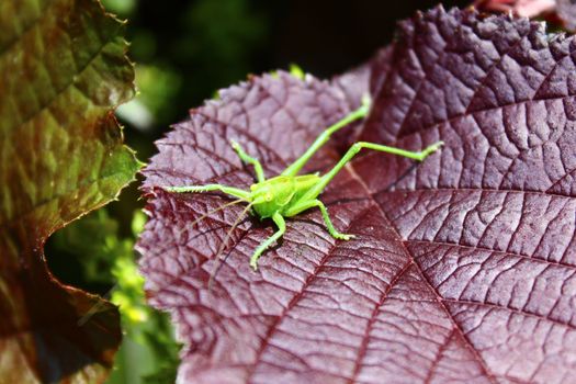 The picture shows a grasshopper on a leaf.