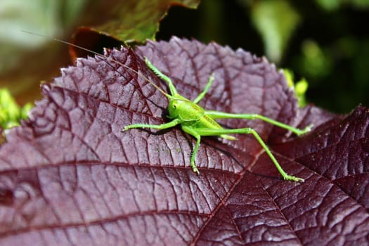 The pictureshows a grasshopper on a leaf.