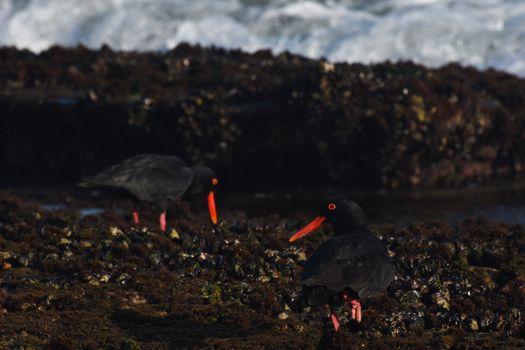 A pair of African oystercatcher birds mussel foraging on moss rocks (Haematopus moquini), Mossel Bay, South Africa