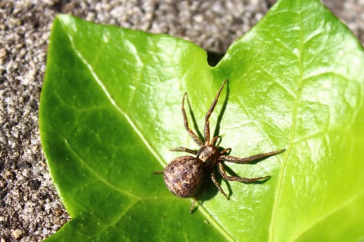 The picture shows a spider on a leaf in the garden.