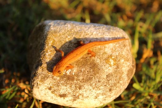 The pictureshows a smooth newt on a stone.