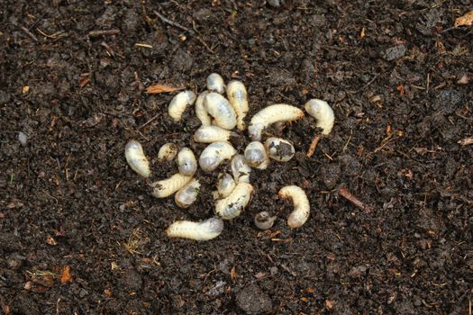 The picture shows a rose chafer larvae in the compost pile.