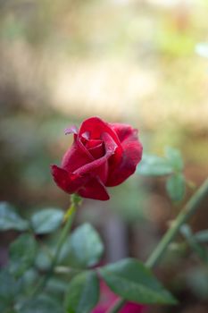 Roses in the garden, Roses are beautiful with a beautiful sunny day.