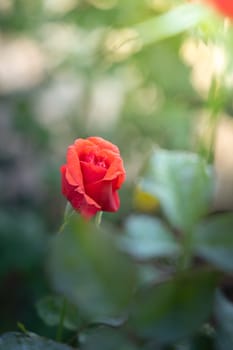 Roses in the garden, Roses are beautiful with a beautiful sunny day.