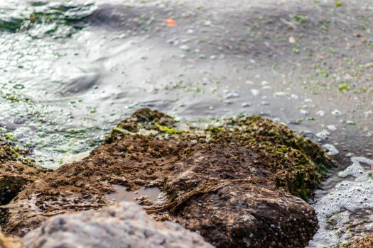 close up shoot to big solid stones near sea with moss on it - at sea there is little algaes there. photo has taken at izmir/turkey.