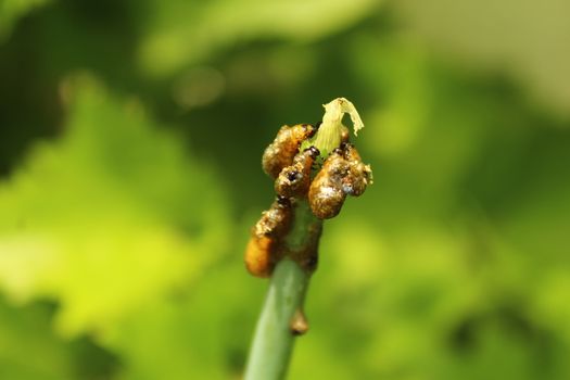 The picture shows the lily leaf beetle in the garden.