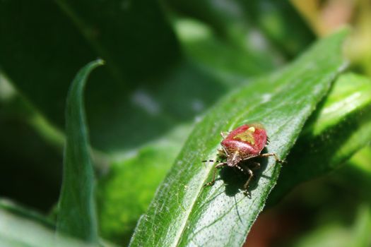 The picture shows a bug in the garden on a leaf.