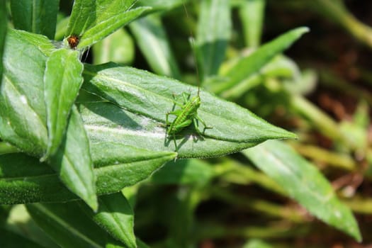 The picture shows a grasshopper on a leaf.