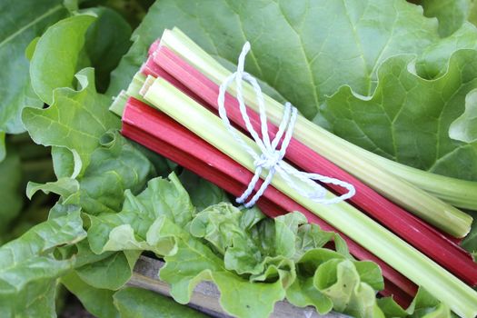 The picture shows colorful delicious rhubarb in the garden.