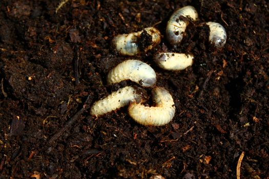The picture shows rose chafer larvae in the compost pile.