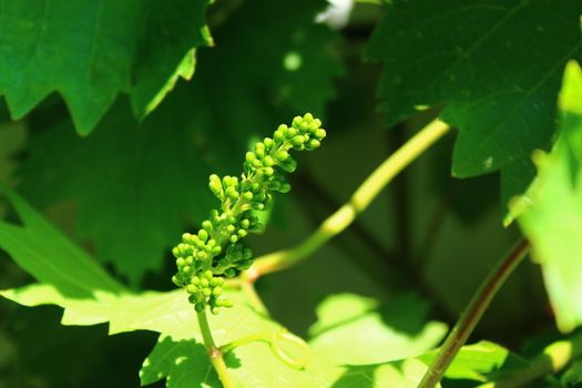 The picture shows unripe grapes in the garden.