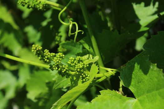 The picture shows unripe grapes in the garden.