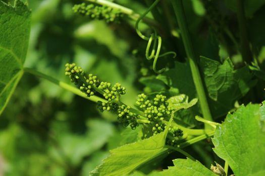 The picture shows unripe grapes in the garden.