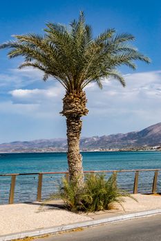 Palm tree alone on the sidewalk facing the Mediterranean Sea in the city of Stalis in Crete