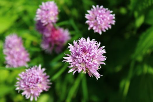 The picture shows chives bloom in the garden.