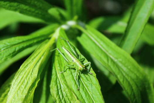 The picture shows a grasshopper on a leaf in the garden.