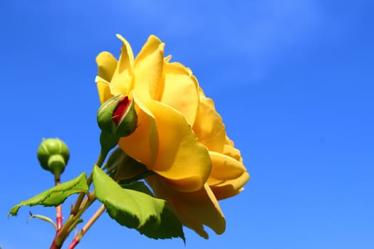 The picture shows a yellow rose in front of blue sky.