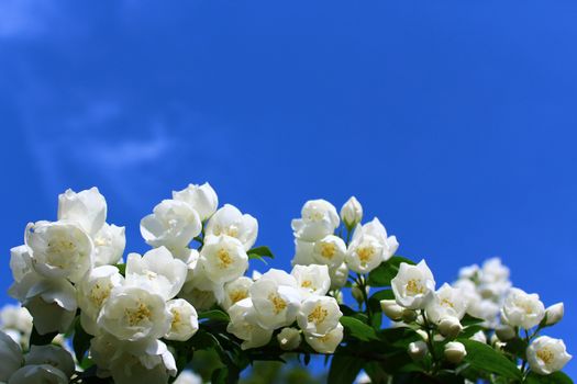 The picture shows white jasmine in the garden.