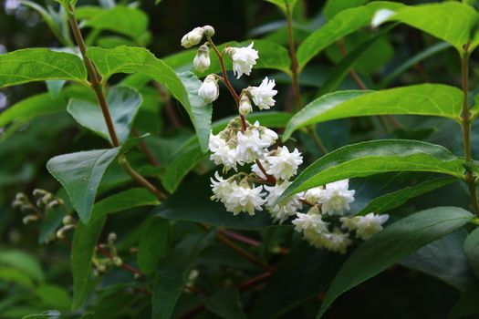 The picture shows a white jasmine in the garden.