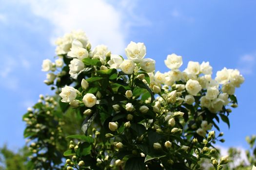 The picture shows a white jasmine in the garden.