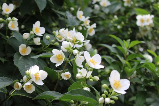 The picture shows white jasmine in the garden.