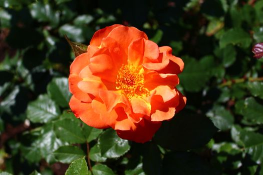 The picture shows a red rose in the garden in the summer.