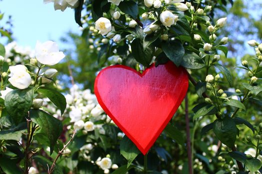 The picture shows a red heart in the jasmine.