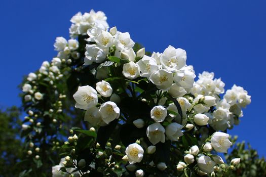 The picture shows white jasmine in the garden.