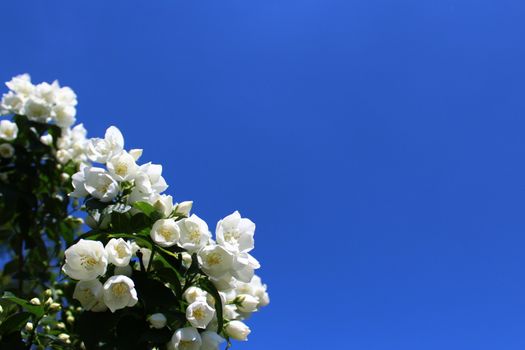 The picture shows white jasmine in the garden.