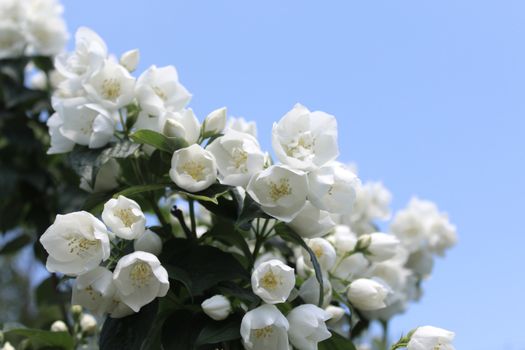 The picture shows white jasmine in the garden.