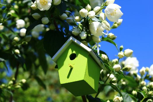 The picture shows a birdhouse in the jasmine in the garden.