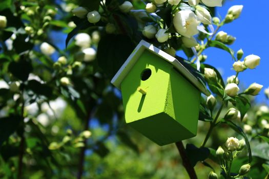 The picture shows a birdhouse in the jasmine in the garden.