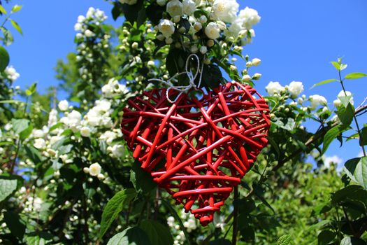 The picture shows a romantic red heart in the jasmine.