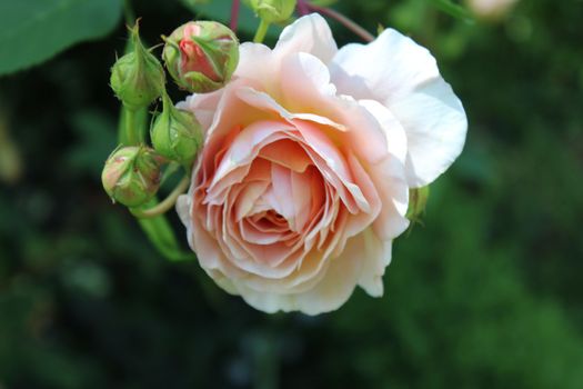 The picture shows a pink rose border in the garden.