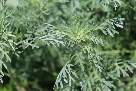 The picture shows healthy wormwood in the garden.