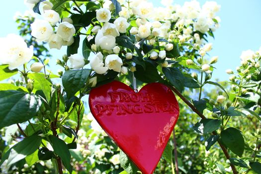 The picture shows a red heart in the jasmine with the german text happy pentecost.