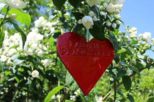 The picture shows a red heart in the jasmine with the german text happy pentecost.