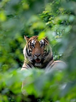 bengal tiger lying  down among green bush