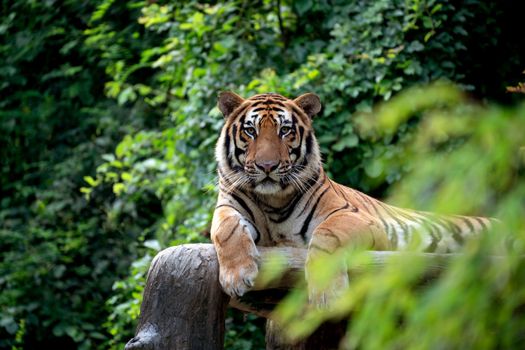 bengal tiger lying  down among green bush