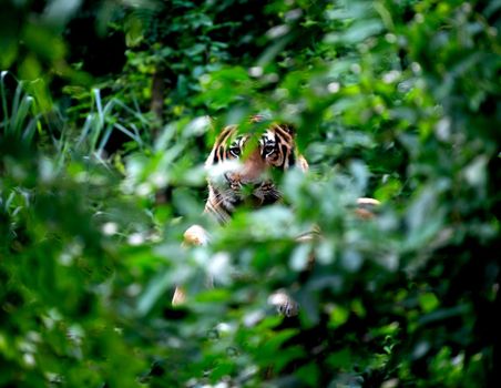 bengal tiger lying  down among green bush