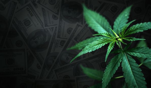 cannabis leaves with dollar banknote in background