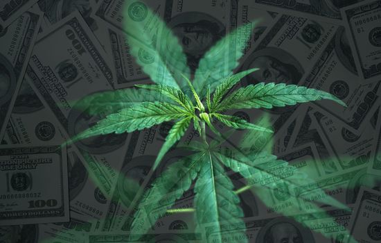 cannabis leaves with dollar banknote in background