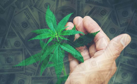 hand hold young cannabis tree with dollar banknote in background