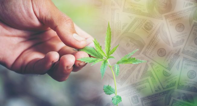 hand hold young cannabis tree with dollar banknote in background