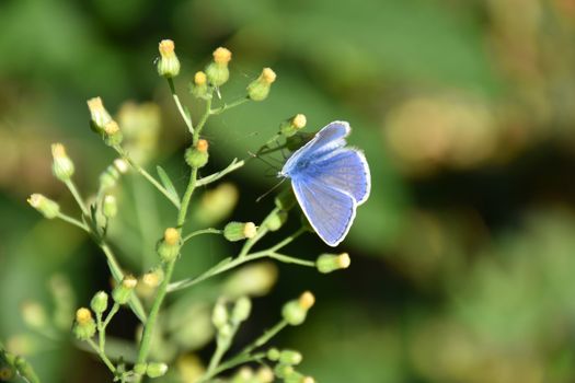 Macro of a light blue butterfly