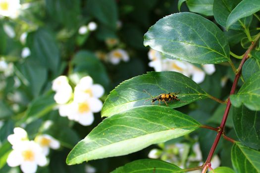 The picture shows a black and yellow longhorn beetle in the jasmine.