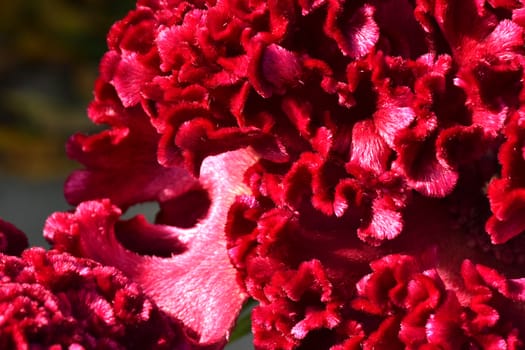 Close up of the purple flower Celonia Cristata