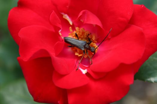 The picture shows a false blister beetle in a rose.