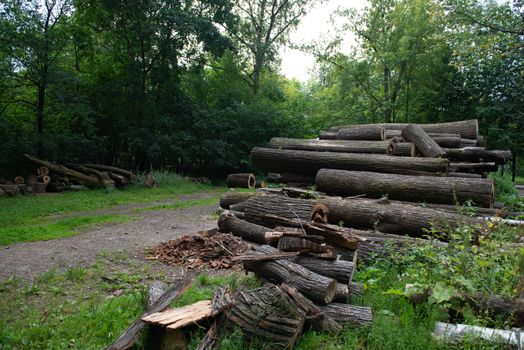 Wooden natural cut logs textured in a park