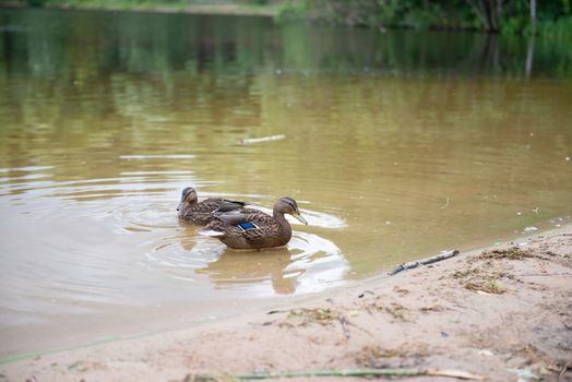 Two beautiful ducks resting on the lake.